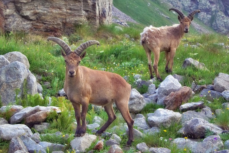 кавказ, тур, туры, безенги Обитатели гор Безенгиphoto preview