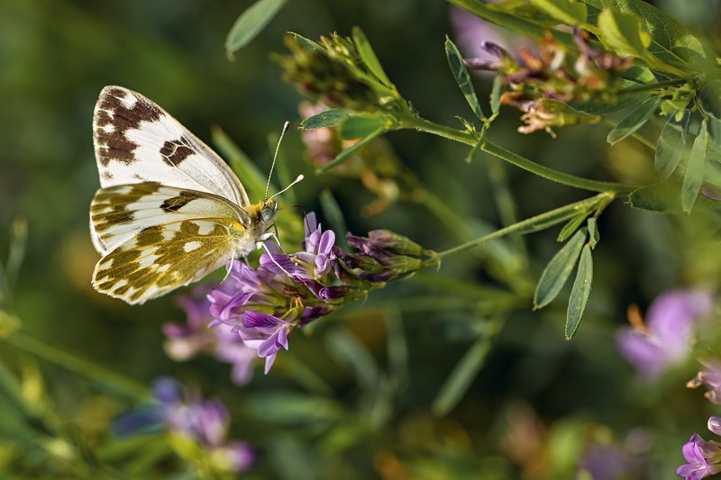бабочка,лист,трава,солнце,крылья,свет,блик,цветок ***photo preview