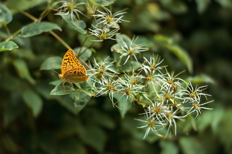 бабочка,лист,трава,солнце,крылья,свет,блик,цветок ***photo preview