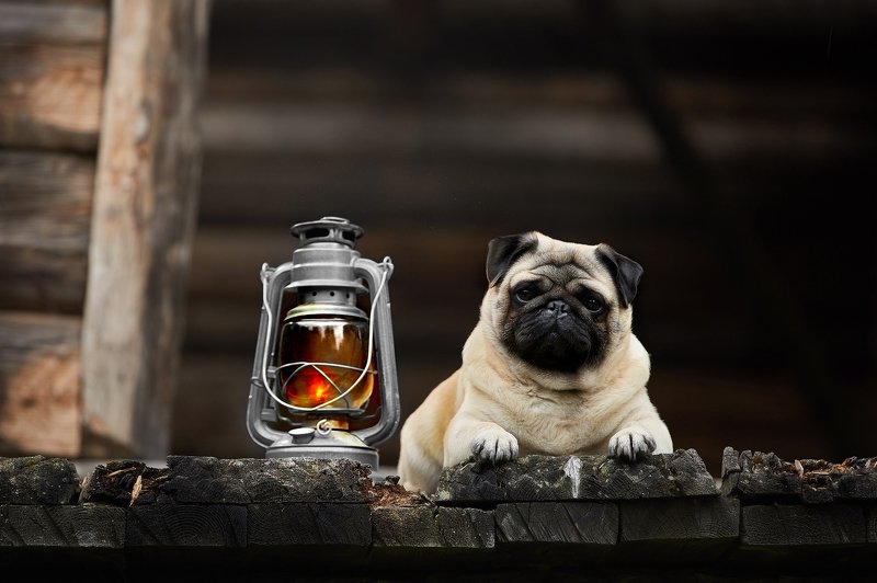 мопс, собака, лампа, вечер, текстура, дерево В ожиданииphoto preview