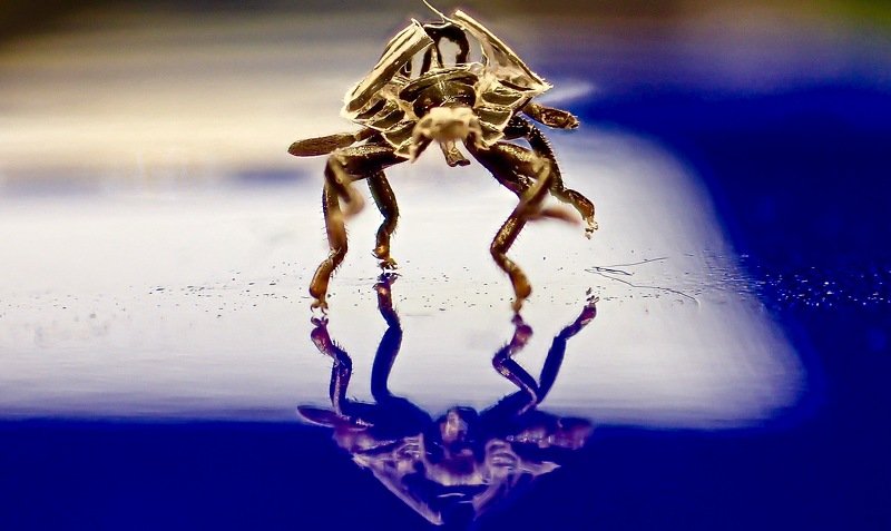 Alien Invasionphoto preview