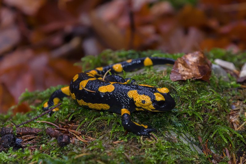 Саламандраphoto preview