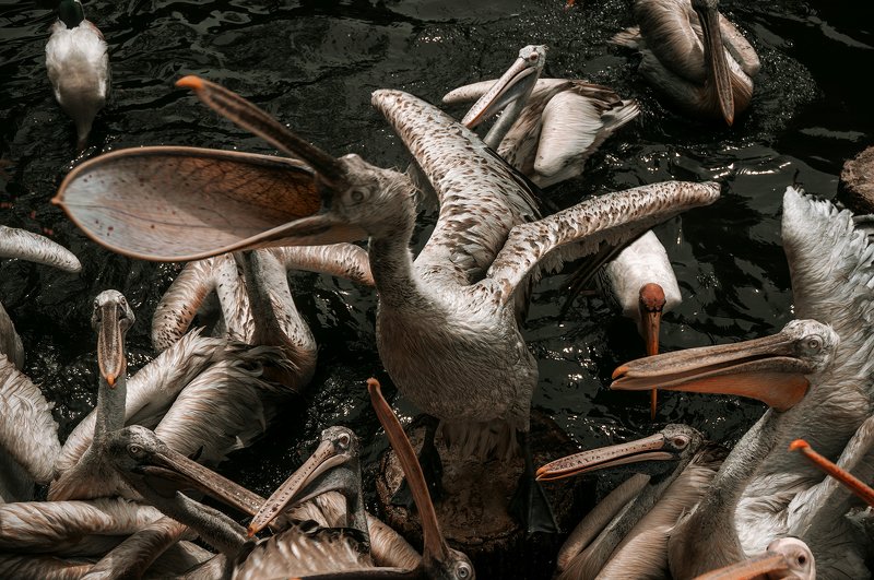 food, fish, nature, market, bird, dried, dry, tree, animal, fresh, seafood, crab, texture, sea, mushrooms, leaves, mushroom, healthy, closeup Pelicans Dinner photo preview