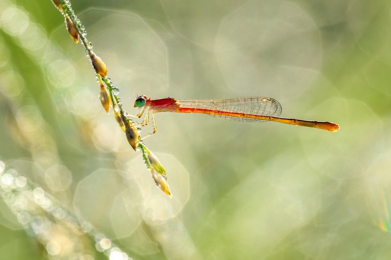 Damselfly photo preview