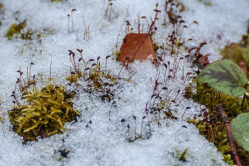 снег,макро,природа сквозь первый снегphoto preview