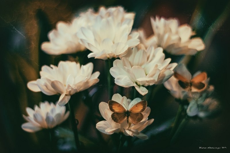 macro nature butterfly Ugly, Dirty, Old IIIphoto preview