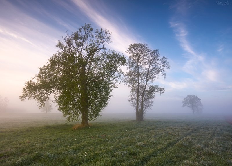 morning, spring, fog, trees, nature photo preview