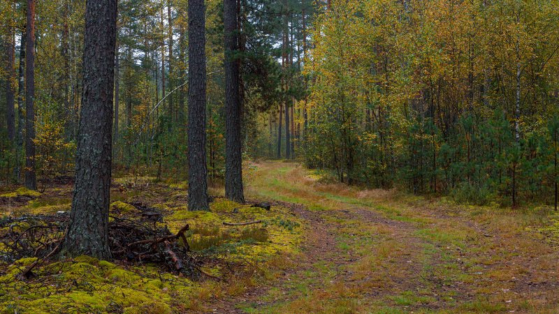 Прогулка по осеннему лесу фото превью