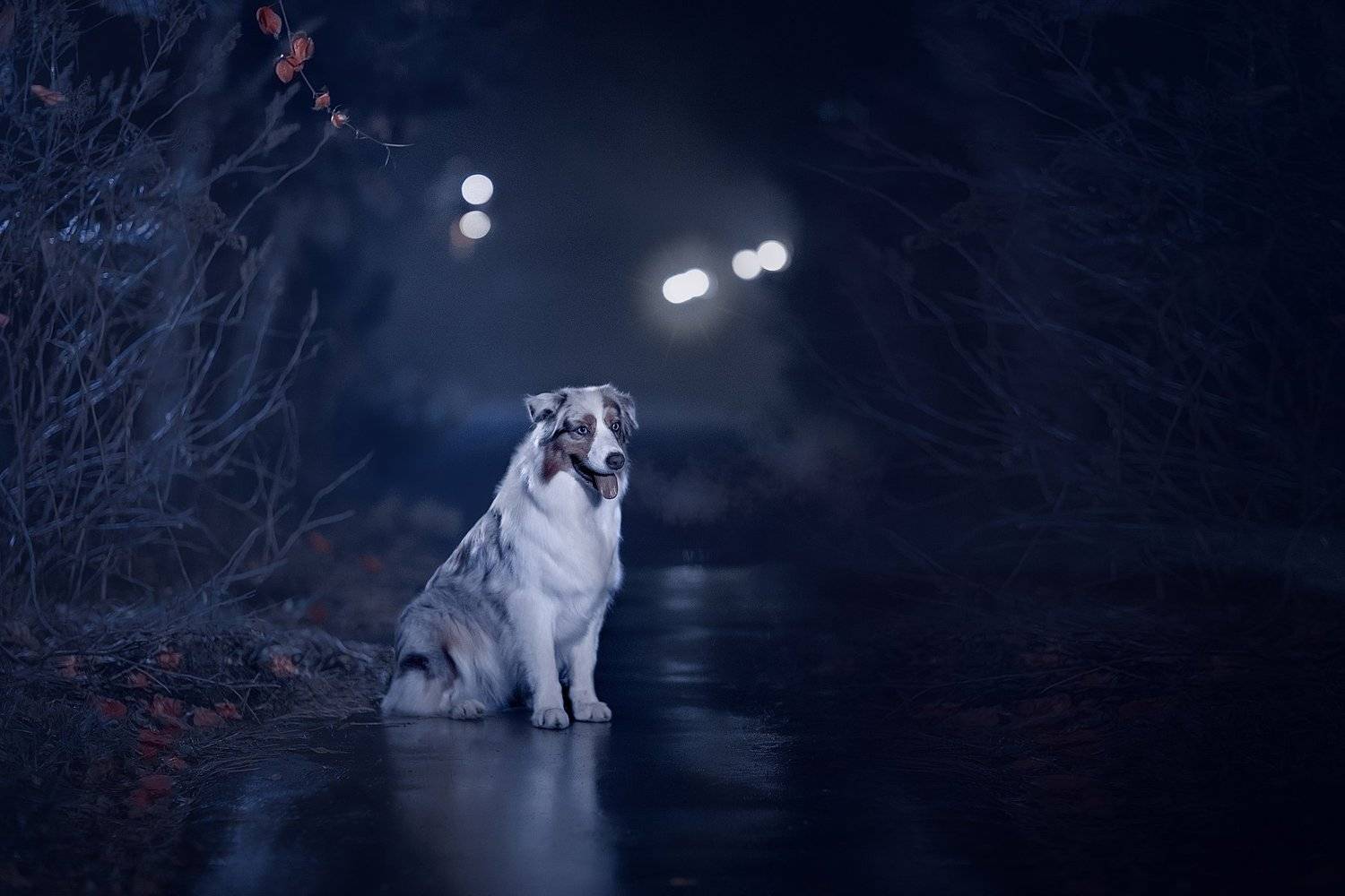 Ночная сьемка. Автор: Светлана Писарева , Светлана Писарева