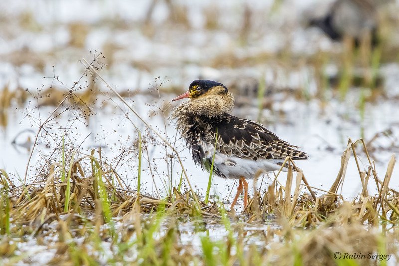 турухтан, Philomachus pugnax Турухтанphoto preview