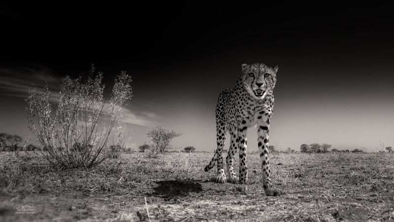 Любопытный кот.photo preview