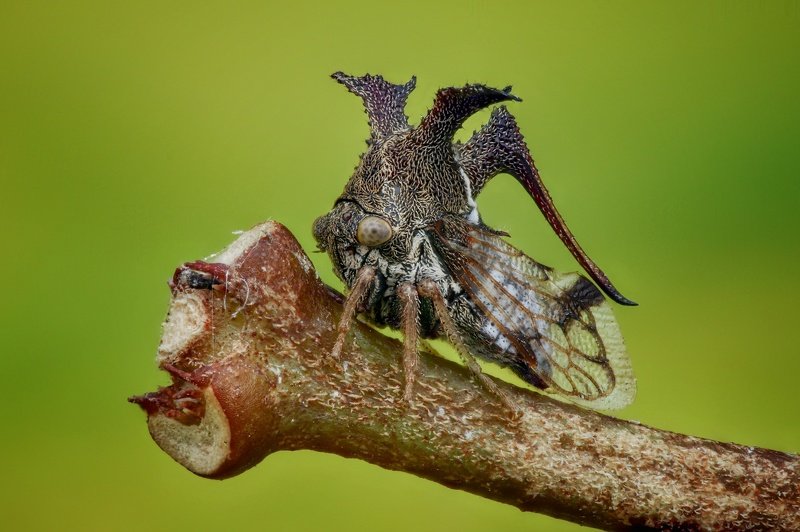 Tree hopperphoto preview