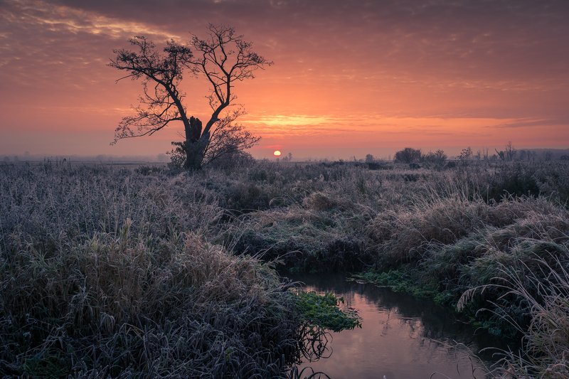 landscape, frozen, morning, nature, tree, river, water, sunrise, sun, clouds, Morning on the Rzadza Riverphoto preview