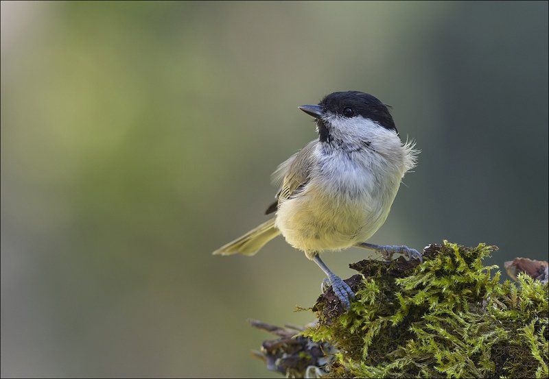 гаичка ***photo preview