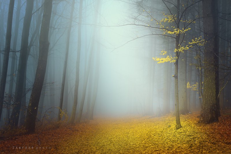 туман, лес,zanfoar,nikon d750,moravia,bohemia,чехия туман в лесуphoto preview