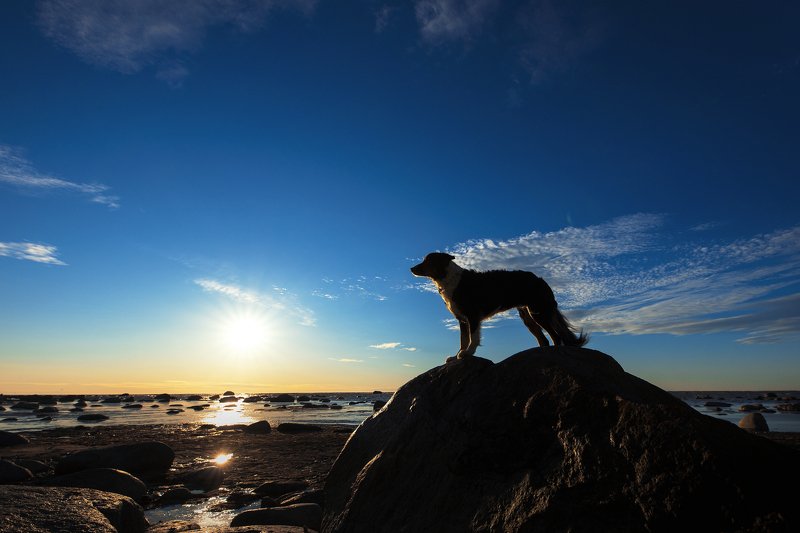 bordercollie, sunset, dog Joyphoto preview