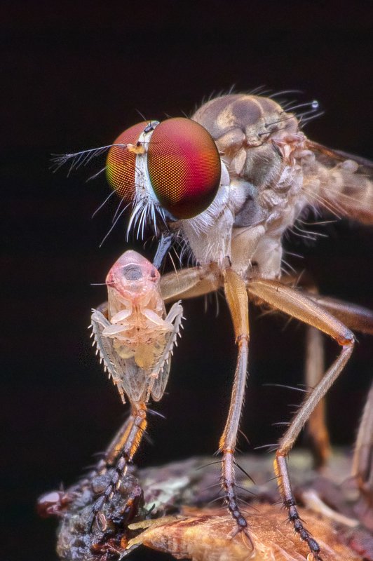 macro photography Robber Fly with killphoto preview