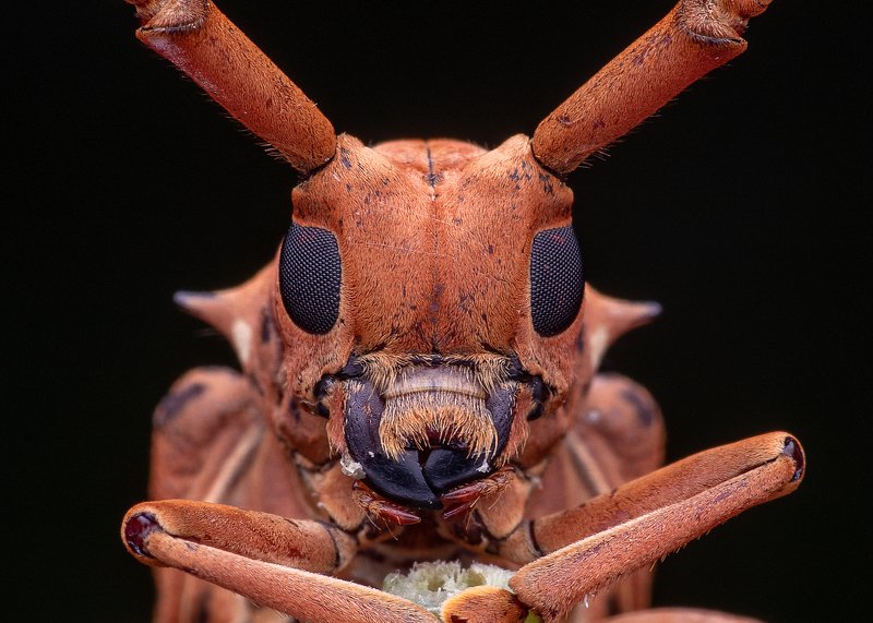 macro photography Longhorn beetlesphoto preview