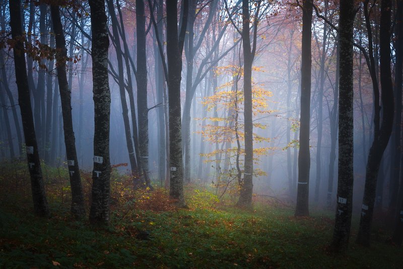 bulgaria, vitosha mountain,mountains,travel,adventure,autumn, journey Осень в Витошеphoto preview