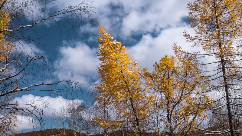 пейзаж, хакасия, сибирь, осень Золото на беломphoto preview