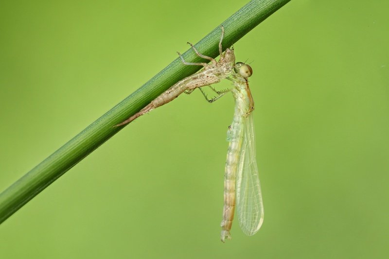 Damselflyphoto preview