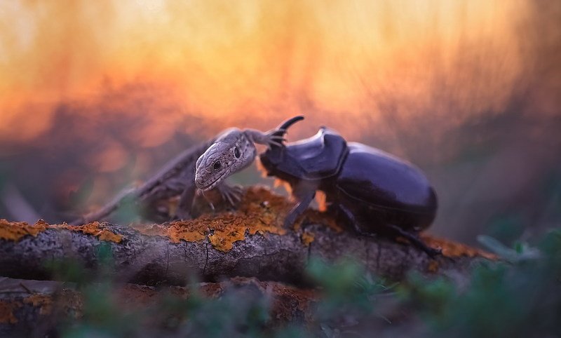 Битва титанов фото превью