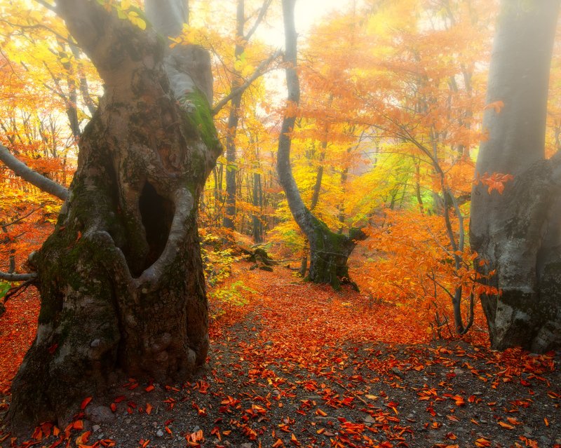 Как в сказкеphoto preview