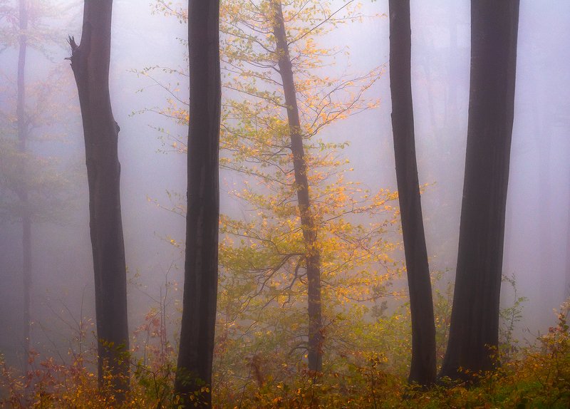 Yellow Kingphoto preview