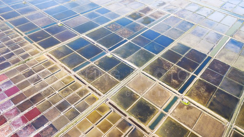 цветаphoto preview