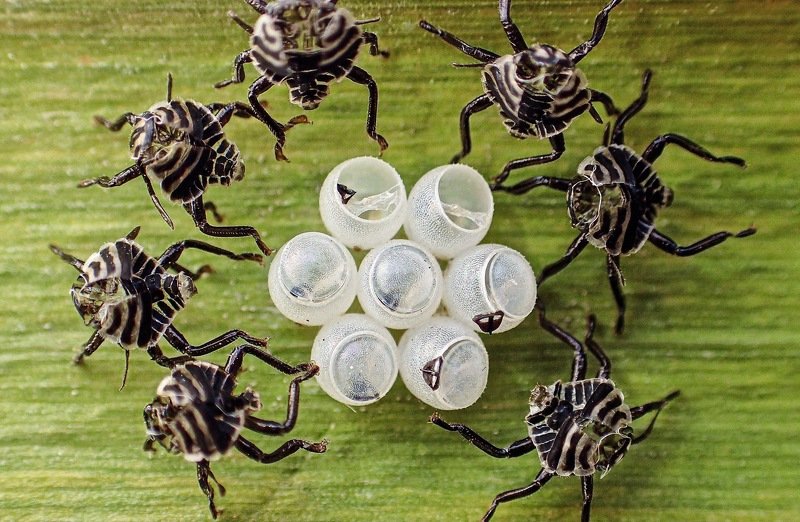 Alien Guardsphoto preview