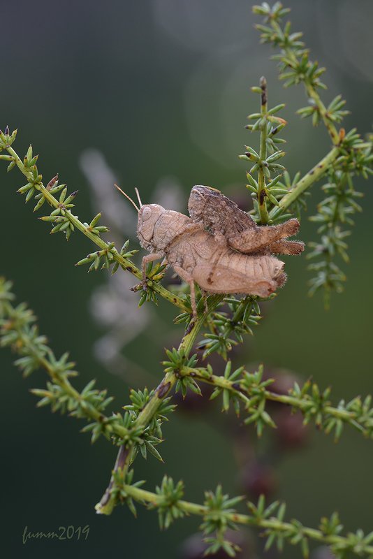 ДОРОГАЯ? ТЫ ЭТО ТОЖЕ ВИДИШЬ?..photo preview