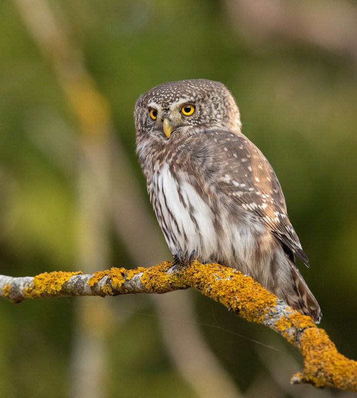 воробьиный сычик, птицы, сова, Уверенность и спокойствиеphoto preview