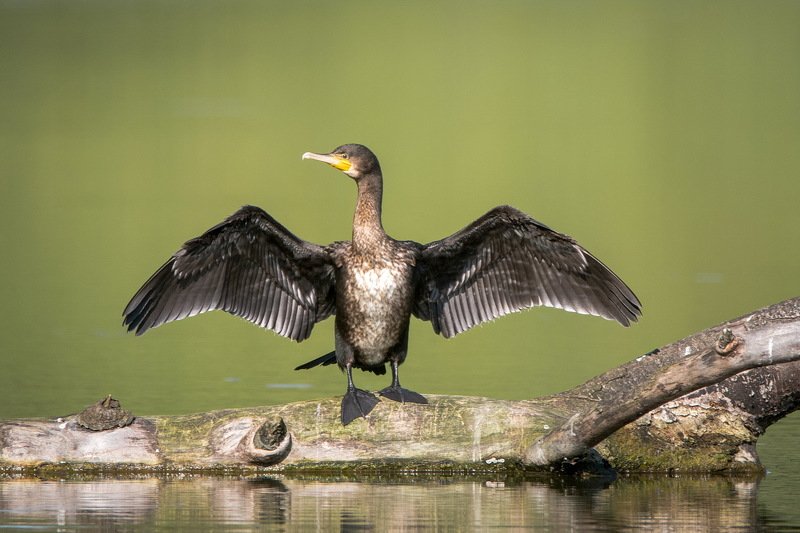 Баклановая классикаphoto preview