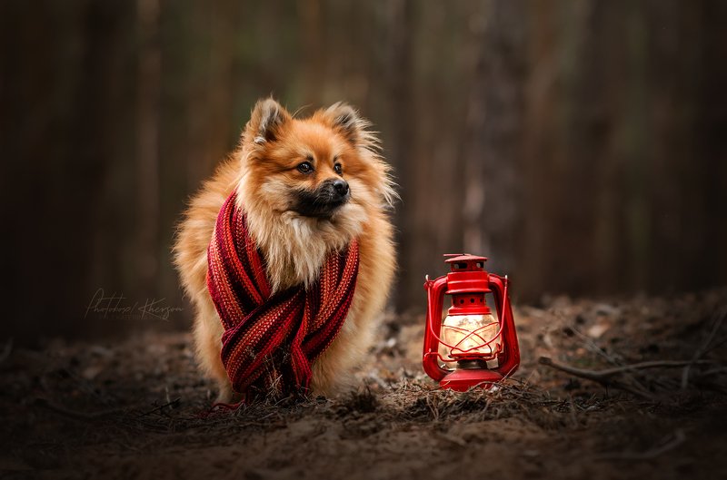 собака, анималистика,  лес, портрет В лесуphoto preview