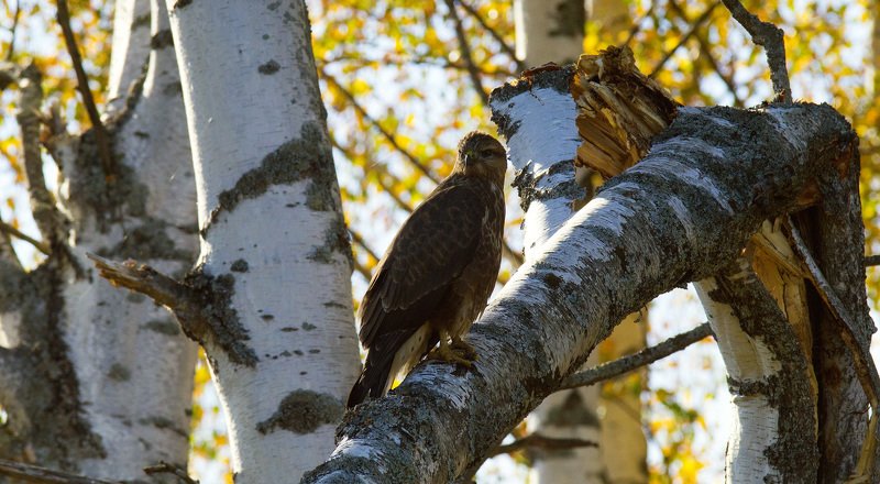 Молодой канюкphoto preview