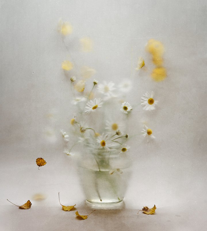 ромашки октябряphoto preview