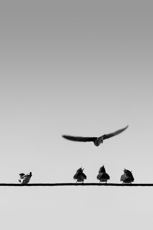 mohib ali photography Bird Will Emigrate photo preview