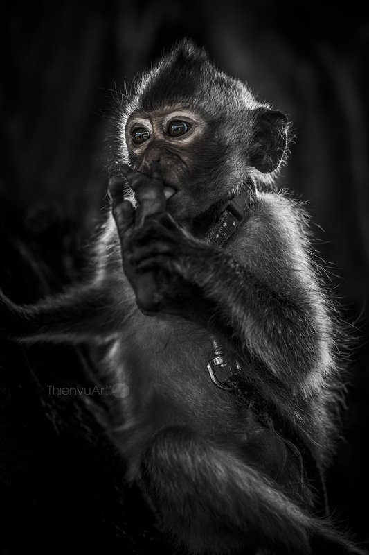 #animal I\'m hungryphoto preview