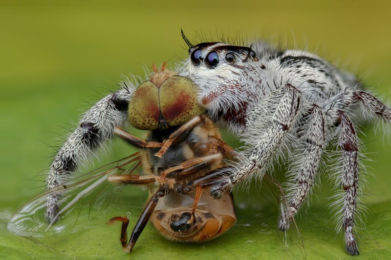 Hyllus jumping spider Handheld Focus stacking  Hyllus jumping spiderphoto preview