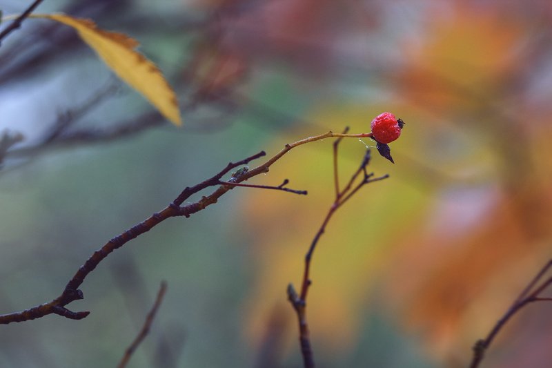 юпитер-37а, manual lens, мануальная оптика, beautiful, красивый, moment, момент, nature, природа, осенний, autumn, осень, berry, ягода, red, красная, branch, ветка, fog, туман, Яркая искорка в туманной безмятежности…photo preview