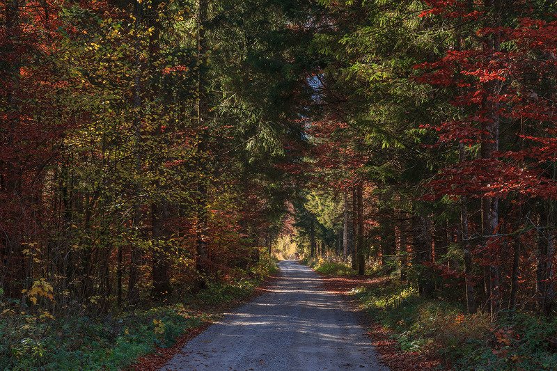 Лесные зарисовкиphoto preview
