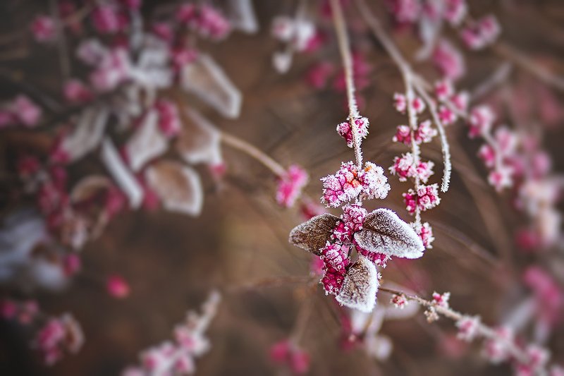 южный, урал, губерля орск, новотроицк Заморозкиphoto preview