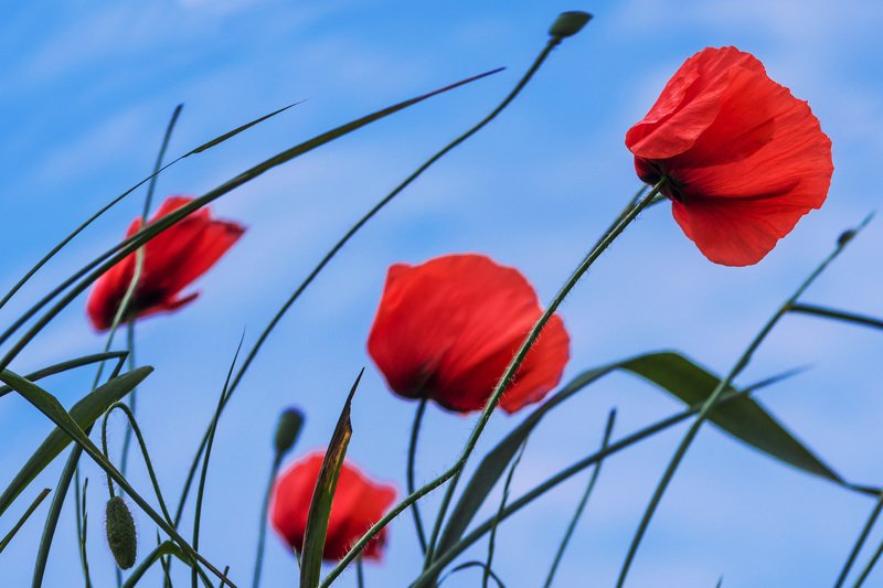 маки Майphoto preview