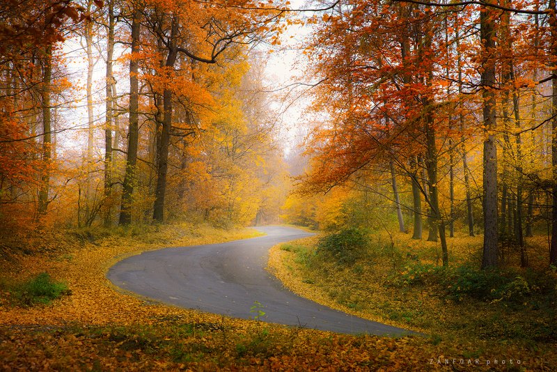 сцена осени, осени,осень дорога, деревья ,листья, цвета, осеннее настроение,zanfoar,czech republic,bohemia,moravia,nikon d 750,moravia,чехия сцена осениphoto preview