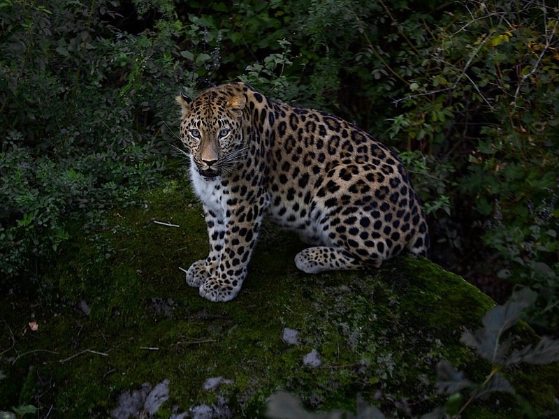 приморье,россия,амурский леопард,природа,скала дальневосточный леопард фото превью