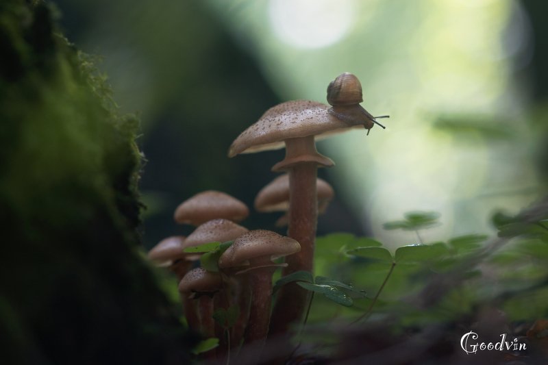 Осенняя историяphoto preview