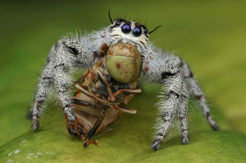 Hyllus jumping spider Handheld Focus stacking  Hyllus jumping spiderphoto preview