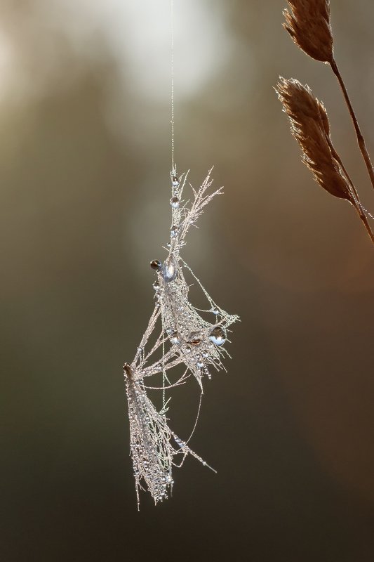 роса, капли, паутинка, утро, пушинка Эквилибристыphoto preview
