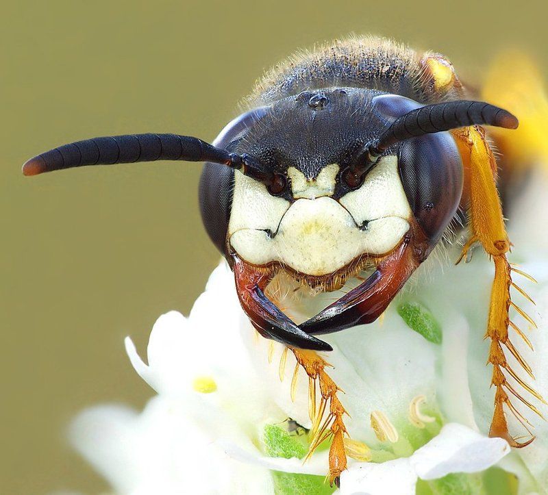 улыбка самурая...photo preview