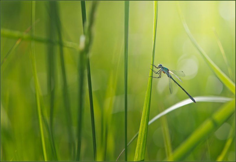 Страна солнечных зайчиков.photo preview